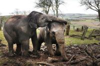 Whipsnade Zoo Tickets & Prices