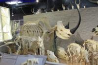 Skeletons: Animals Unveiled