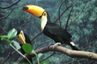 Barcelona Zoo Tickets and Prices