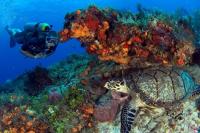 Scuba Diving in Mexico